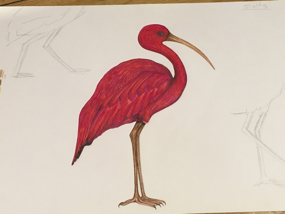 Standing Ibis